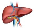 Human liver structure. Organ human, medical science, health internal, vector illustration
